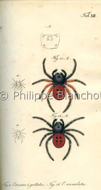 Collection-araignees_ 013.JPG - Archives Araignees, Arachniden, Dr Carl Wilhelm Hahn, 1831, Eresus guttatus